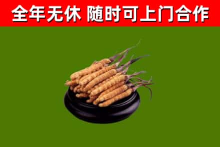 离石区烟酒回收冬虫夏草.jpg